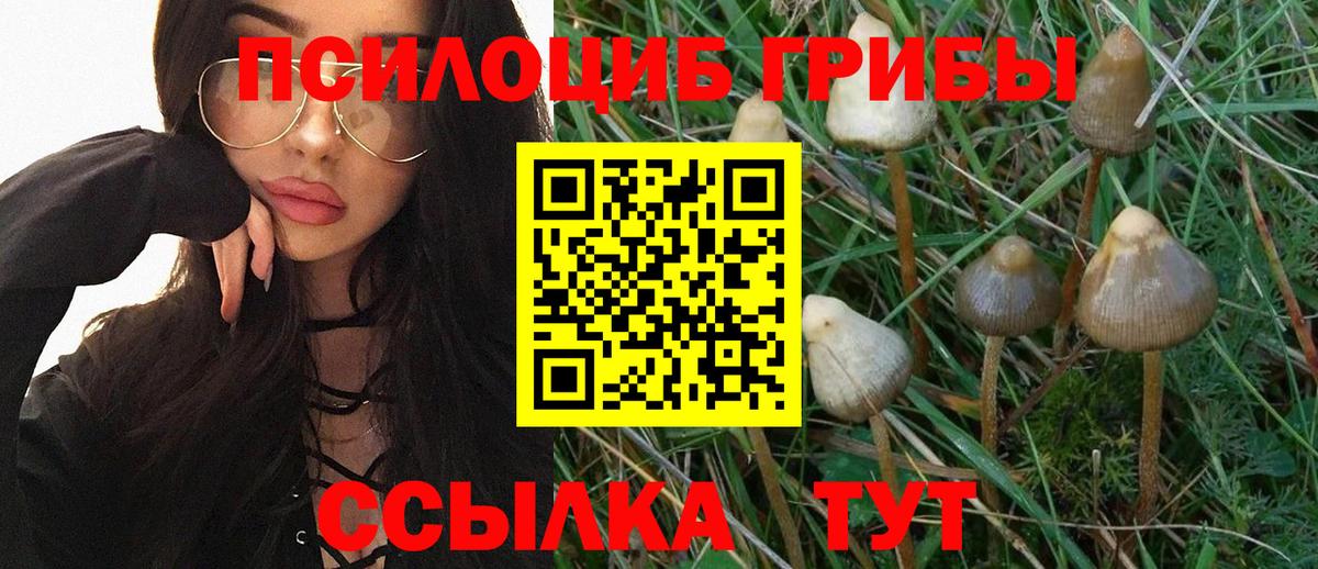 Псилоцибиновые грибы Psilocybe Тобольск